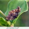 boloria dia male2 kakhi